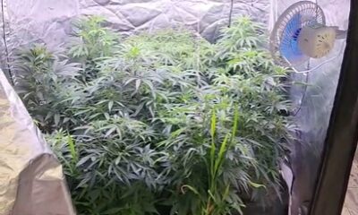 pm-fecha-estufa-clandestina-de-maconha-e-prende-homem-por-cultivo-e-trafico