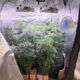 pm-fecha-estufa-clandestina-de-maconha-e-prende-homem-por-cultivo-e-trafico