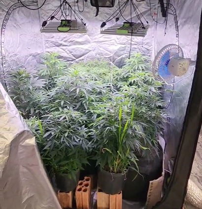pm-fecha-estufa-clandestina-de-maconha-e-prende-homem-por-cultivo-e-trafico