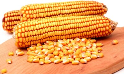 precos-do-milho-sobem-no-brasil,-com-retencao-de-oferta-por-produtores-–-mais-soja