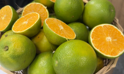 pomares-de-laranja-se-desenvolvem-bem