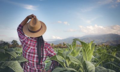 secretaria-de-agricultura-de-sp-eleva-limite-de-credito-para-mulheres-agricultoras