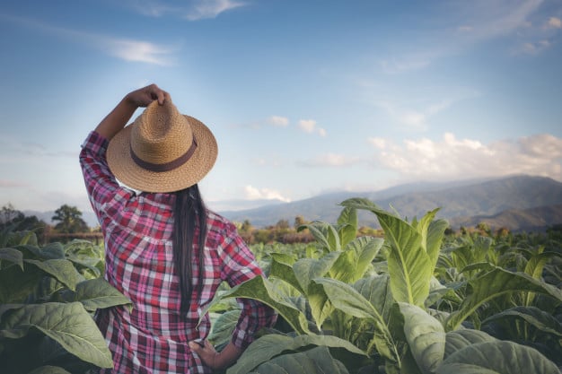 secretaria-de-agricultura-de-sp-eleva-limite-de-credito-para-mulheres-agricultoras