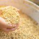 colheita-de-arroz-atinge-14,69%-da-area-no-rio-grande-do-sul-–-irga-–-mais-soja