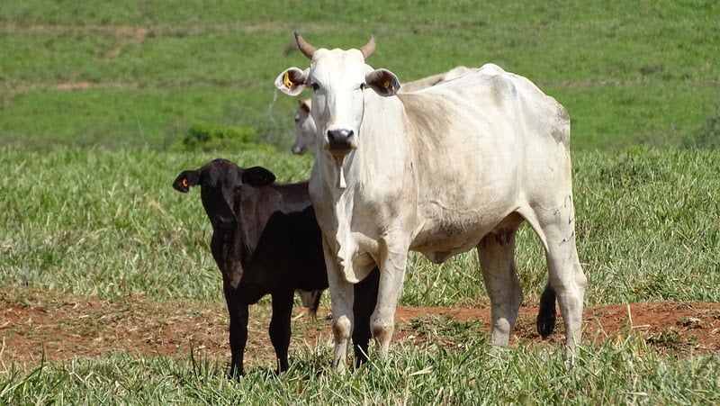 jbs-ajudou-a-regularizar-15-mil-propriedades-rurais-em-4-anos